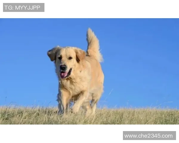 足球巨星宠物狗大揭秘他们最爱的犬种和养狗故事